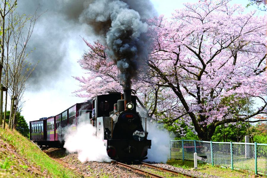 桜と蒸気機関の競演が楽しめるのも魅力！
