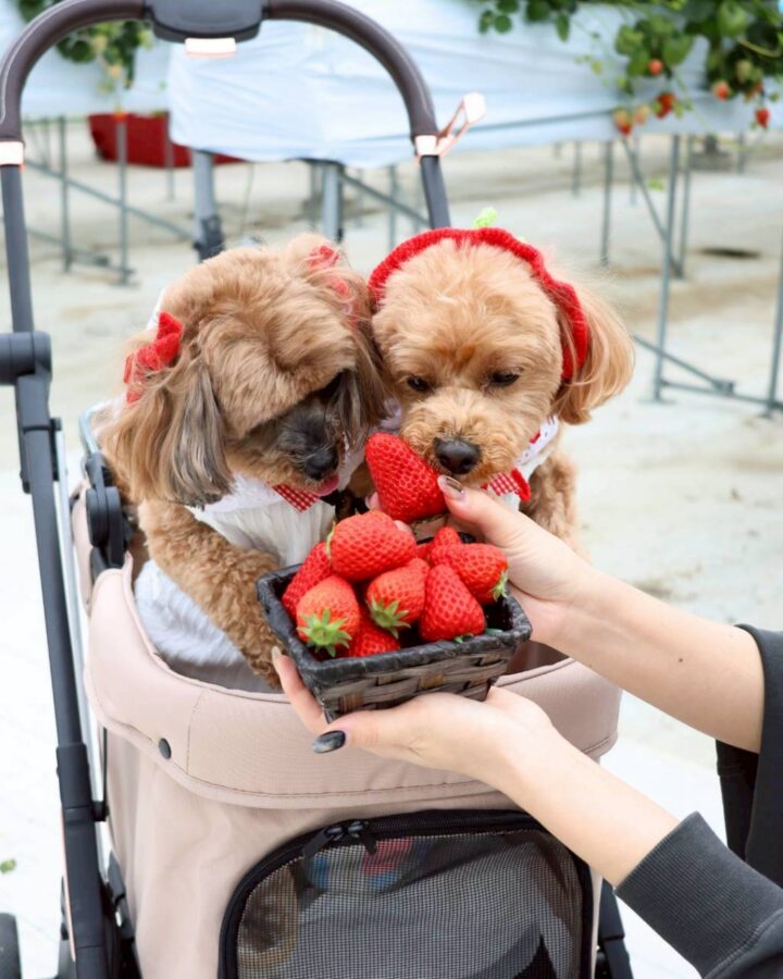 わんこといちご狩り