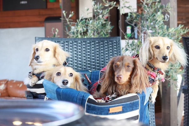 わんことランチ・カフェ