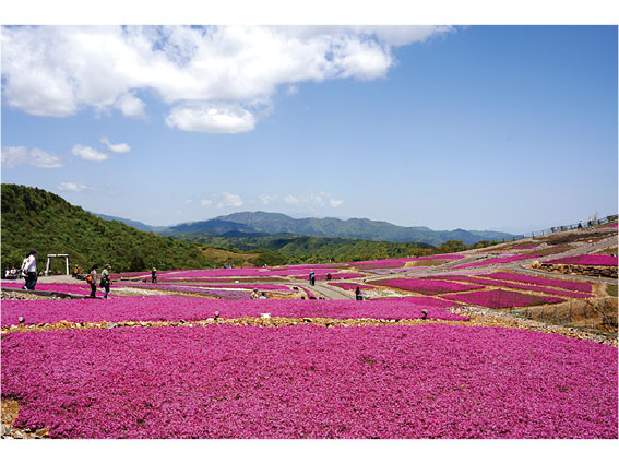 『2024茶臼山高原芝桜まつり』観光リフト往復券