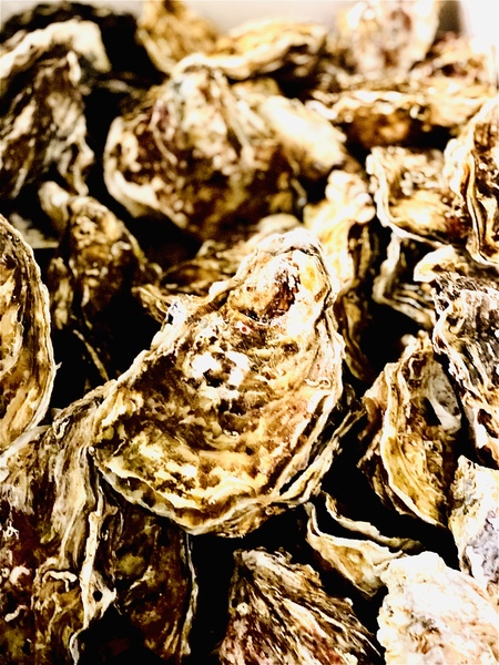 大きな牡蠣のフライ　他にも牡蠣メニュー始まります