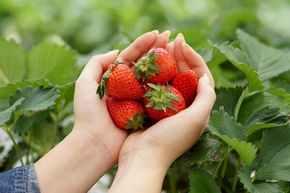 いちご狩り【平日枠拡大】のお知らせ｜King Farm Cafe（キングファーム...