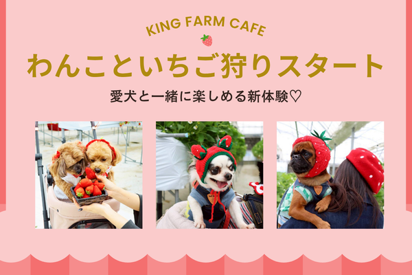 西尾市で話題！わんこと楽しむいちご狩りがスタート｜愛犬同伴OKの新体験【King...