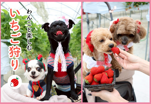西尾市で話題の新体験！わんこと楽しむいちご狩り【King Farm Cafe】